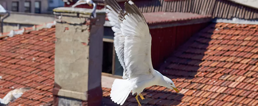 Residential Chimney Animal Removal Solution in Mount Pleasant, WI
